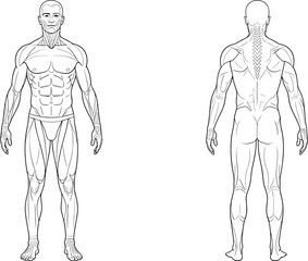 Anatomical illustration of male muscular system front and back views human anatomy