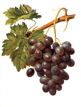 Ampelograhie, Rebsortenkunde, &Ouml;nologie, Weinbau, Weintraube, Weinrebe, Abbes grape