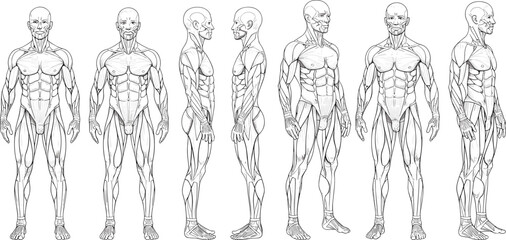 Anatomical illustration of male musculature from multiple angles anatomy human