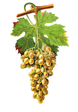 Ampelograhie, Rebsortenkunde, &Ouml;nologie, Weinbau, Weintraube, Weinrebe, Madeleine Celine grape