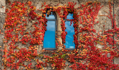 Autumn vine leaves covering medieval house facade