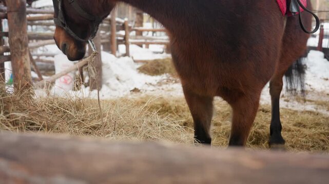 horse farm activity, farm horse peacefully feeding amidst rustic stalls and snowcovered ground, equine calmly grazing in rustic farm setting surrounded by snowy terrain and caretaker presence