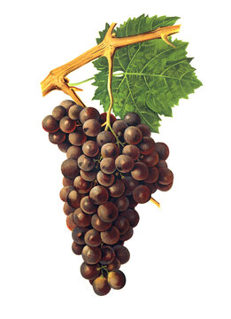 Ampelograhie, Rebsortenkunde, &Ouml;nologie, Weinbau, Weintraube, Weinrebe, Pecoui-touar grape