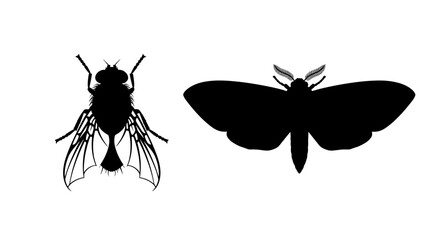 Silhouetted Insects Fly and Moth Against White Background.