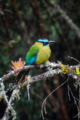 barranquero on a branch