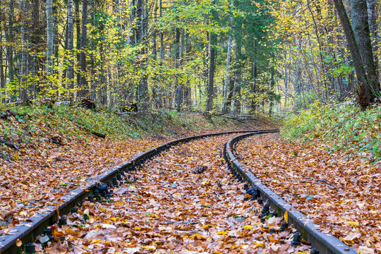 railroad tracks in the forest
