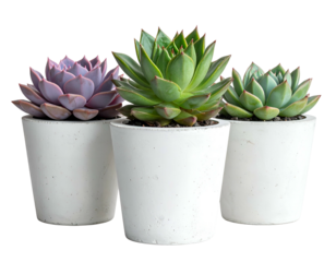 Three vibrant potted succulents in white planters, dark backdrop