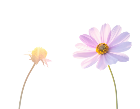 Two flowers a closed bud and a vibrant open bloom against black