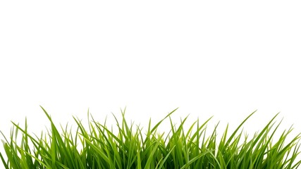 Fototapeta premium Lush Green Blade: A close-up view of vibrant green grass, its individual blades standing tall, a symbol of growth and the beauty of nature.
