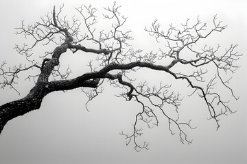 Obraz premium Winters Embrace Bare Branches Against a Gray Sky Speak of Solitude and Resilience