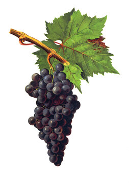 Ampelograhie, Rebsortenkunde, &Ouml;nologie, Weinbau, Weintraube, Weinrebe, Blavette grape
