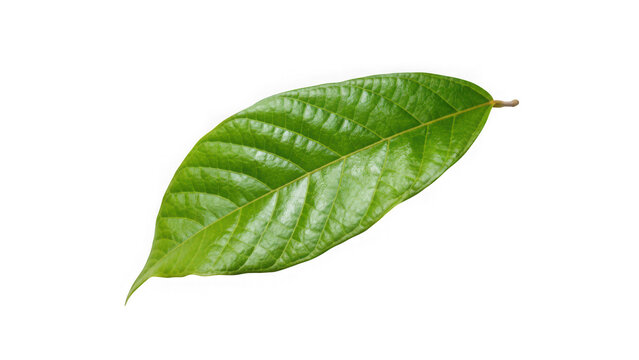 Single vibrant green leaf with detailed veins isolated on black