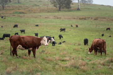 beautiful country landscape of cattle in Australia  eating grass, grazing on pasture. Herd of cows free range beef being regenerative raised on an agricultural farm. Sustainable farming in tasmania