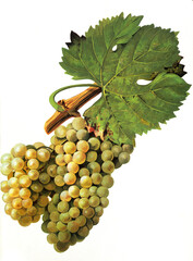 Ampelograhie, Rebsortenkunde, &Ouml;nologie, Weinbau, Weintraube, Weinrebe, Verdurant grape