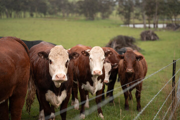 Fototapeta premium beautiful country landscape of cattle in Australia eating grass, grazing on pasture. Herd of cows free range beef being regenerative raised on an agricultural farm. Sustainable farming in tasmania