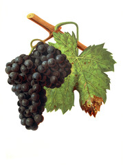 Ampelograhie, Rebsortenkunde, &Ouml;nologie, Weinbau, Weintraube, Weinrebe, Gouget Noir grape