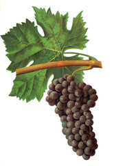 Ampelograhie, Rebsortenkunde, &Ouml;nologie, Weinbau, Weintraube, Weinrebe, Touriga grape