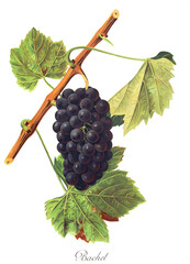 Ampelograhie, Rebsortenkunde, &Ouml;nologie, Weinbau, Weintraube, Weinrebe, Bachet grape