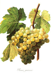 Ampelograhie, Rebsortenkunde, &Ouml;nologie, Weinbau, Weintraube, Weinrebe, Panse Precoce grape