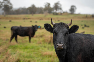 Obraz premium beautiful country landscape of cattle in Australia eating grass, grazing on pasture. Herd of cows free range beef being regenerative raised on an agricultural farm. Sustainable farming in tasmania