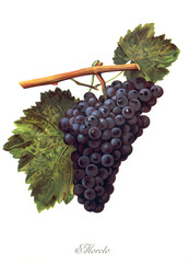 Ampelograhie, Rebsortenkunde, &Ouml;nologie, Weinbau, Weintraube, Weinrebe, Moreto grape