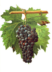 Ampelograhie, Rebsortenkunde, &Ouml;nologie, Weinbau, Weintraube, Weinrebe, Tinta Roriz grape