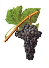 Ampelograhie, Rebsortenkunde, &Ouml;nologie, Weinbau, Weintraube, Weinrebe, Souzao grape