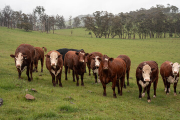 beautiful country landscape of cattle in Australia  eating grass, grazing on pasture. Herd of cows free range beef being regenerative raised on an agricultural farm. Sustainable farming in tasmania