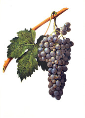Ampelograhie, Rebsortenkunde, &Ouml;nologie, Weinbau, Weintraube, Weinrebe, Nocera grape