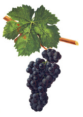 Ampelograhie, Rebsortenkunde, &Ouml;nologie, Weinbau, Weintraube, Weinrebe, Noir Glady grape