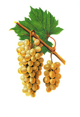 Ampelograhie, Rebsortenkunde, &Ouml;nologie, Weinbau, Weintraube, Weinrebe, Autuchon grape