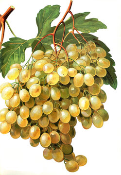 Ampelograhie, Rebsortenkunde, &Ouml;nologie, Weinbau, Weintraube, Weinrebe, Citronelle grape