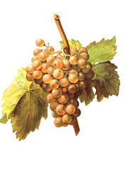 Ampelograhie, Rebsortenkunde, &Ouml;nologie, Weinbau, Weintraube, Weinrebe, Gris de Salces grape