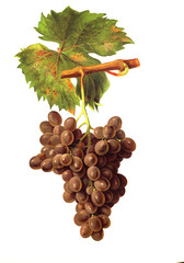 Ampelograhie, Rebsortenkunde, &Ouml;nologie, Weinbau, Weintraube, Weinrebe, Aspiran Gris grape