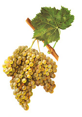 Ampelograhie, Rebsortenkunde, &Ouml;nologie, Weinbau, Weintraube, Weinrebe, Arintho grape