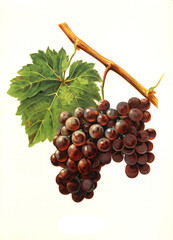 Ampelograhie, Rebsortenkunde, &Ouml;nologie, Weinbau, Weintraube, Weinrebe, Noubi grape