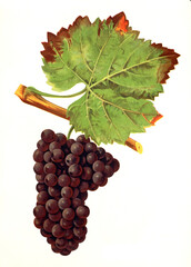 Ampelograhie, Rebsortenkunde, &Ouml;nologie, Weinbau, Weintraube, Weinrebe, Mourac grape