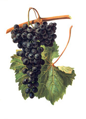 Ampelograhie, Rebsortenkunde, &Ouml;nologie, Weinbau, Weintraube, Weinrebe, Colonel Fallet grape