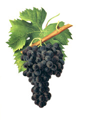 Ampelograhie, Rebsortenkunde, Önologie, Weinbau, Weintraube, Weinrebe, Inzolia grapem auch Ansonica, ist eine sizilianische Sorte mit leicht nussigem Aroma