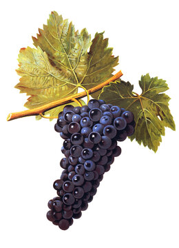 Ampelograhie, Rebsortenkunde, &Ouml;nologie, Weinbau, Weintraube, Weinrebe, Perricone grape, Rotweinsorte die in Sizilien und in sehr eingeschr&auml;nktem Ma&szlig;e in Tunesien kultiviert wird