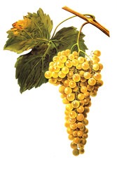 Ampelograhie, Rebsortenkunde, &Ouml;nologie, Weinbau, Weintraube, Weinrebe, Amigne ist eine Wei&szlig;weinsorte, die einst auch Amique genannt wurde