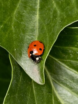 Macro shot of red seven-spotted ladybug on green leaf.