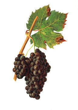Ampelograhie, Rebsortenkunde, &Ouml;nologie, Weinbau, Weintraube, Weinrebe, Petit Ribier grape
