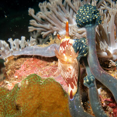 A nudibranch, Nembrotha lineolata, at a beautiful coral reef teeming with life. Picture from Puerto Galera, Philippines. 