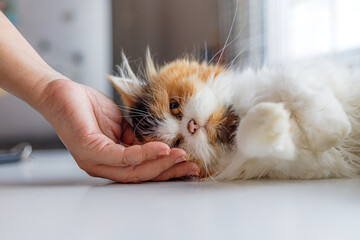 Calico Long-Haired Cat Being Gently Petted While Resting