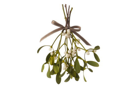 Mistletoe with white berries and ribbon isolated on transparent background