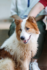 Hand of people touching on Thai Bangkaew dog with fluffy white and brown fur. A Loyal and cheerful dog