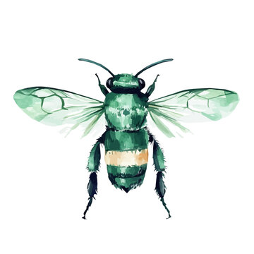 An Elegant carpenter bee painting design collection, Hand-painted watercolor style, vectorized, vector set available in EPS, Simple design, EPS format set, watercolor painting