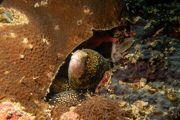 Two snowflake moray eels, Echidna nebulosa, peering out from a coral reef crevice by Verde Island, Philippines