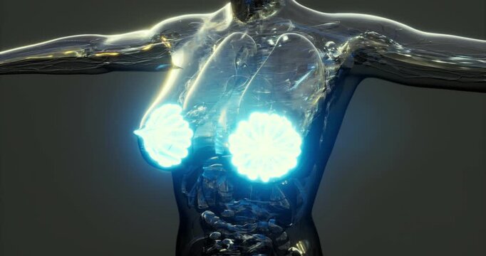 The detailed anatomy of human mammary glands is displayed, highlighting structures and functions. This educational representation aids in understanding breast physiology and health.